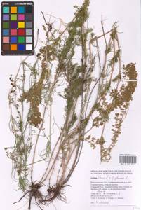 Galium verum × glaucum, Восточная Европа, Нижневолжский район (E9) (Россия)