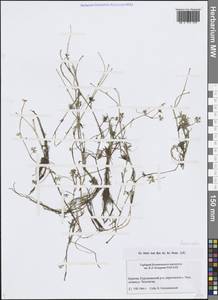 Лютик, Сибирь, Прибайкалье и Забайкалье (S4) (Россия)