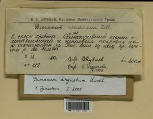 Dicranum angustum Lindb., Гербарий мохообразных, Мхи - Архангельская и Вологодская области, Коми, Ненецкий АО (B7) (Россия)