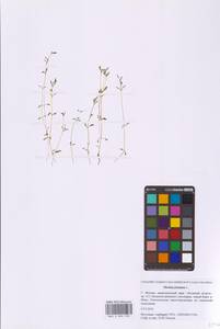 Монция ключевая, Монция родниковая L., Восточная Европа, Московская область и Москва (E4a) (Россия)