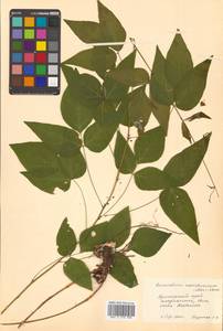Hylodesmum podocarpum subsp. fallax (Schindl.) H.Ohashi & R.R.Mill, Сибирь, Дальний Восток (S6) (Россия)