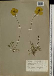 Oreomecon nudicaulis subsp. nudicaulis, Сибирь, Прибайкалье и Забайкалье (S4) (Россия)