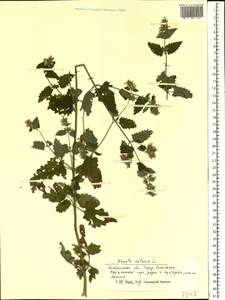 Котовник кошачий L., Восточная Европа, Центральный лесной район (E5) (Россия)