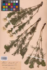 Горицвет весенний, Адонис весенний L., Восточная Европа, Восточный район (E10) (Россия)