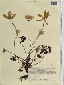 Прострел желтеющий (Zucc.) Zāmelis, Сибирь, Центральная Сибирь (S3) (Россия)