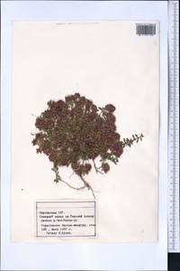 Чабрец, Средняя Азия и Казахстан, Северный и Центральный Тянь-Шань (M4) (Киргизия)