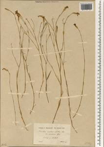 Dianthus strictus, Зарубежная Азия (ASIA) (Турция)