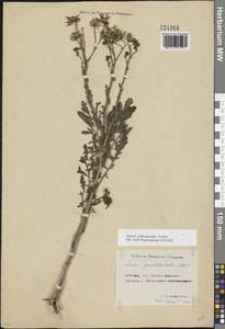 Якобея Андржейовского (Tzvelev) B.Nord., Восточная Европа, Ростовская область (E12a) (Россия)