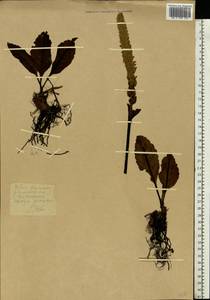 Lagotis glauca subsp. minor (Willd.) Hultén, Восточная Европа, Северный район (E1) (Россия)
