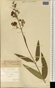 Spathandra blackioides (G. Don) H.Jacques-Felix, Африка (AFR) (Мали)