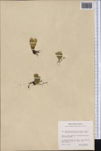 Huperzia selago subsp. appressa (Bach. Pyl. ex Desv.) D. Löve, Америка (AMER) (Гренландия)