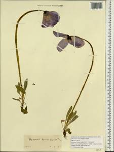 Meconopsis henrici Bureau & Franch., Зарубежная Азия (ASIA) (КНР)