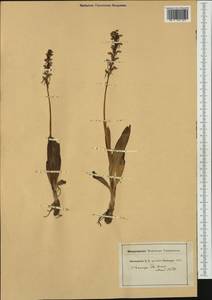 Orchis anthropophora (L.) All., Западная Европа (EUR) (Швейцария)