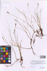 Осока ранняя Schreb., Восточная Европа, Московская область и Москва (E4a) (Россия)