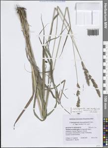 Вейник Короткого Litv., Сибирь, Прибайкалье и Забайкалье (S4) (Россия)