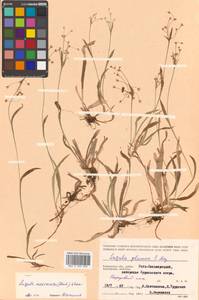 Luzula rufescens var. macrocarpa Buchenau, Сибирь, Чукотка и Камчатка (S7) (Россия)