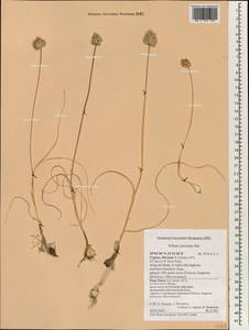 Allium junceum Sm., Зарубежная Азия (ASIA) (Кипр)