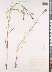 Горечавочник бородатый (Froel.) Ma, Сибирь, Алтай и Саяны (S2) (Россия)