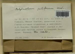 Polytrichum piliferum Hedw., Гербарий мохообразных, Мхи - Закавказье (B13) (Южная Осетия)