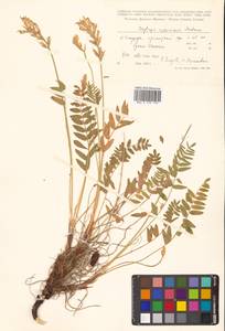 Oxytropis campestris subsp. rishiriensis (Matsum.) Toyok., Сибирь, Дальний Восток (S6) (Россия)