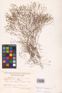 Песколюбочка постенная (L.) Ikonn., Восточная Европа, Южно-Украинский район (E12) (Украина)