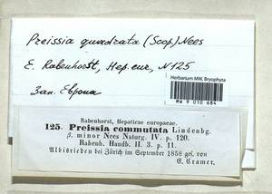 Marchantia quadrata Scop., Гербарий мохообразных, Мхи - Западная Европа (BEu) (Швейцария)