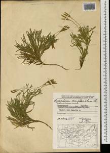 Дифазиаструм сплюснутый (L.) Holub, Монголия (MONG) (Монголия)