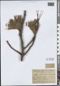 Сосна сибирская, Кедр сибирский Du Tour, Сибирь, Прибайкалье и Забайкалье (S4) (Россия)