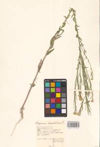 Желтушник душистый Ehrh., Восточная Европа, Нижневолжский район (E9) (Россия)