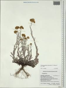 Helichrysum luteoalbum (L.) Rchb., Австралия и Океания (AUSTR) (Новая Зеландия)