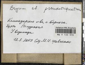 Ptychostomum pseudotriquetrum (Hedw.) J.R. Spence & H.P. Ramsay, Гербарий мохообразных, Мхи - Чукотка и Камчатка (B21) (Россия)