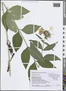 Флокс метельчатый L., Восточная Европа, Центральный район (E4) (Россия)