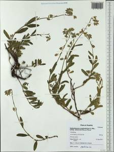 Helianthemum nummularium subsp. obscurum (Celak.) J. Holub, Западная Европа (EUR) (Австрия)