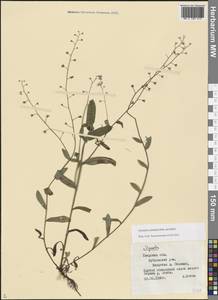 Незабудка лесная Ehrh. ex Hoffm., Восточная Европа, Северо-Западный район (E2) (Россия)