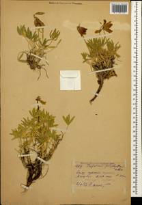 Клевер многолистный (C.A.Mey.)Latsch., Кавказ, Краснодарский край и Адыгея (K1a) (Россия)