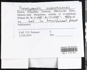 Trachycystis ussuriensis (Regel & Maack) T.J. Kop., Гербарий мохообразных, Мхи - Дальний Восток (без Чукотки и Камчатки) (B20) (Россия)