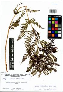 Pseudathyrium alpestre subsp. alpestre, Сибирь, Прибайкалье и Забайкалье (S4) (Россия)