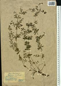 Подмаренник мягкий L., Восточная Европа, Московская область и Москва (E4a) (Россия)