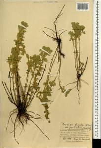 Полынь холодная Willd., Монголия (MONG) (Монголия)