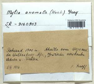Mylia anomala (Hook.) Gray, Гербарий мохообразных, Мхи - Западная Европа (BEu) (Германия)