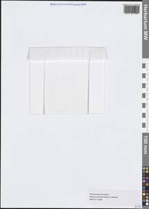 Trithuria submersa Hook.fil., Австралия и Океания (AUSTR) (Австралия)