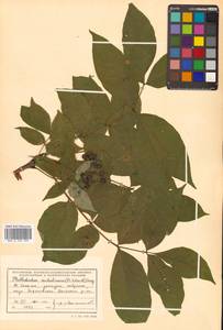 Бархат сахалинский F.Schmidt, Сибирь, Дальний Восток (S6) (Россия)