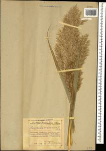 Тростник южный, Тростник обыкновенный (Cav.) Trin. ex Steud., Кавказ, Азербайджан (K6) (Азербайджан)