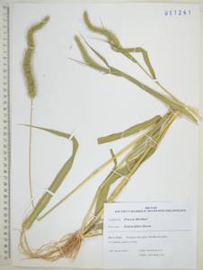 Щетинник Фабера R.A.W.Herrm., Сибирь, Дальний Восток (S6) (Россия)