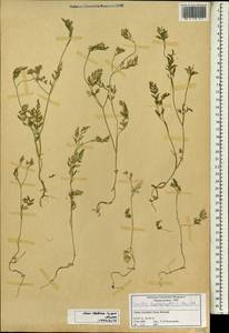 Пупырник тонколистный, Торилис тонколистный (L.) Rchb. fil., Зарубежная Азия (ASIA) (Сирия)