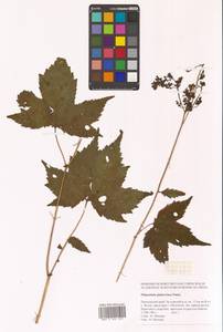 Таволга гладчайшая (Nakai) Nakai, Сибирь, Дальний Восток (S6) (Россия)