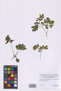 Хохлатка промежуточная, Хохлатка средняя (L.) Mérat, Восточная Европа, Московская область и Москва (E4a) (Россия)