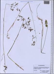 Мятлик шерстистый Scribn. & Merr., Сибирь, Дальний Восток (S6) (Россия)