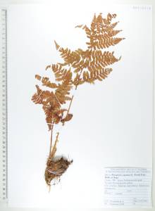 Щитовник распростертый (C.Presl) Fraser-Jenk. & Jermy, Сибирь, Дальний Восток (S6) (Россия)