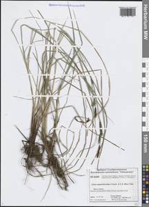 Осока придатконосная (Trautv. & C.A.Mey.) Kük., Сибирь, Центральная Сибирь (S3) (Россия)